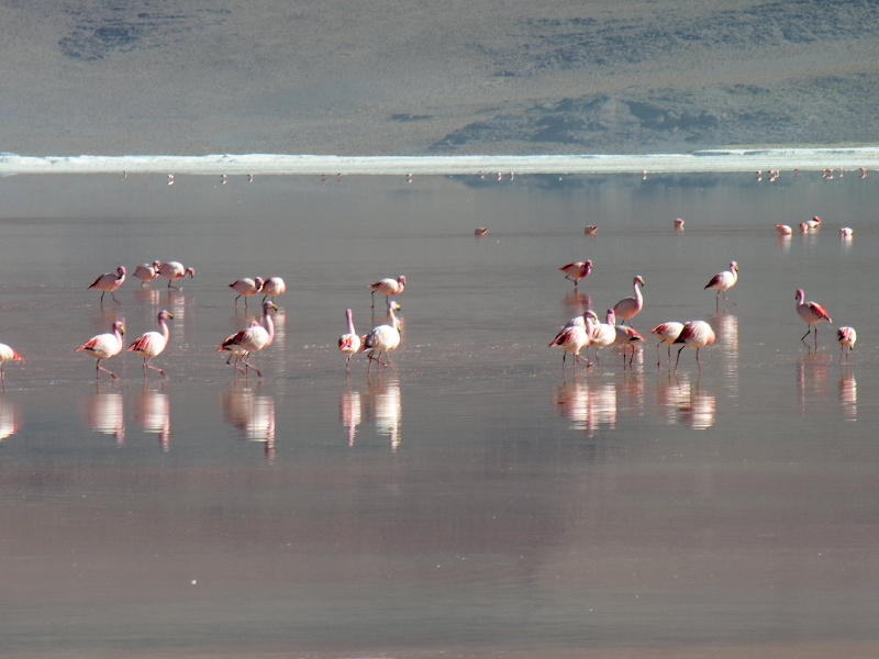 746.flamingos