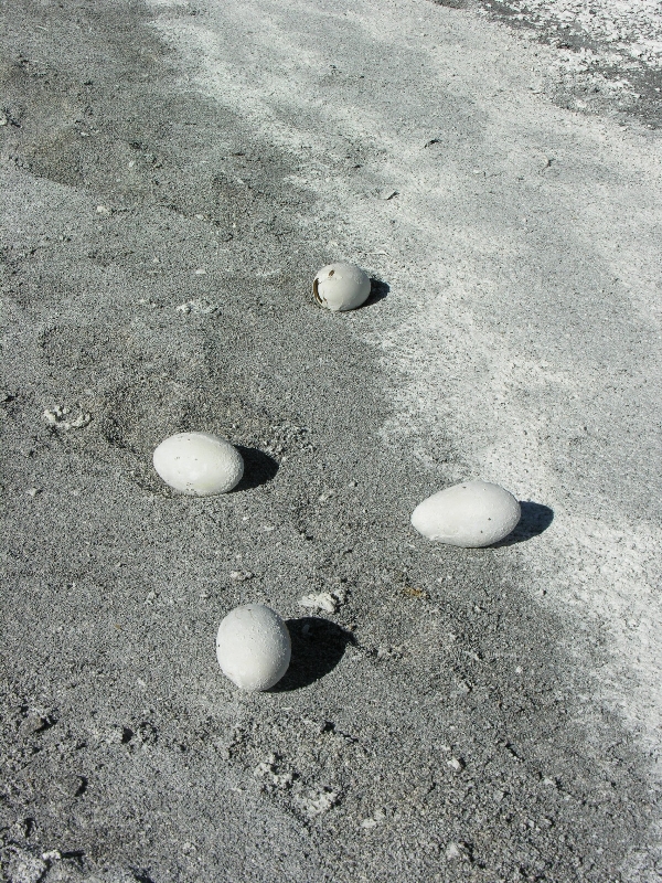 751.flamingo eggs