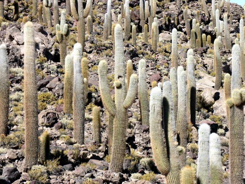 569.cacti