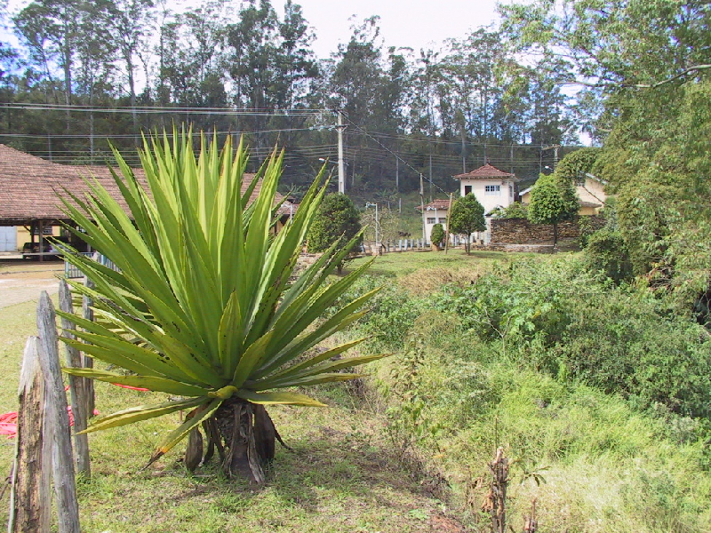 241 agave