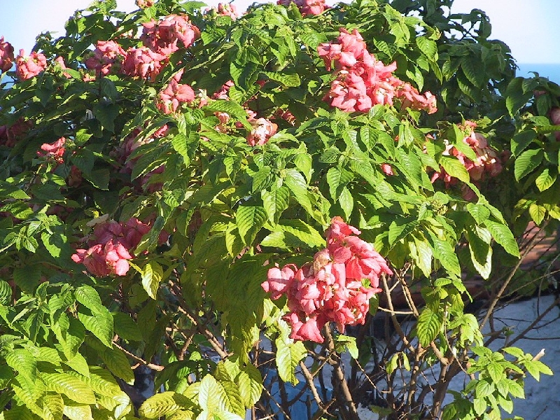 472 blossoms
