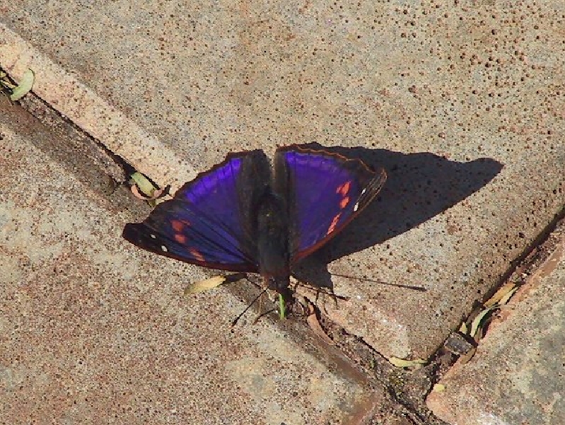 115 butterfly