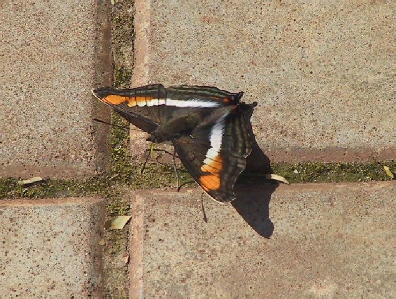 116 butterfly