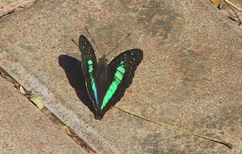 117 mariposa