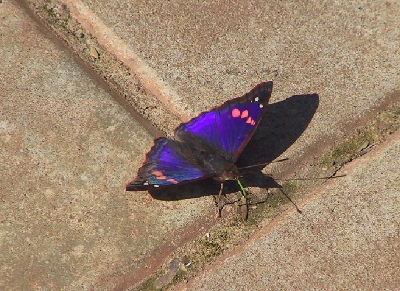 118 mariposa