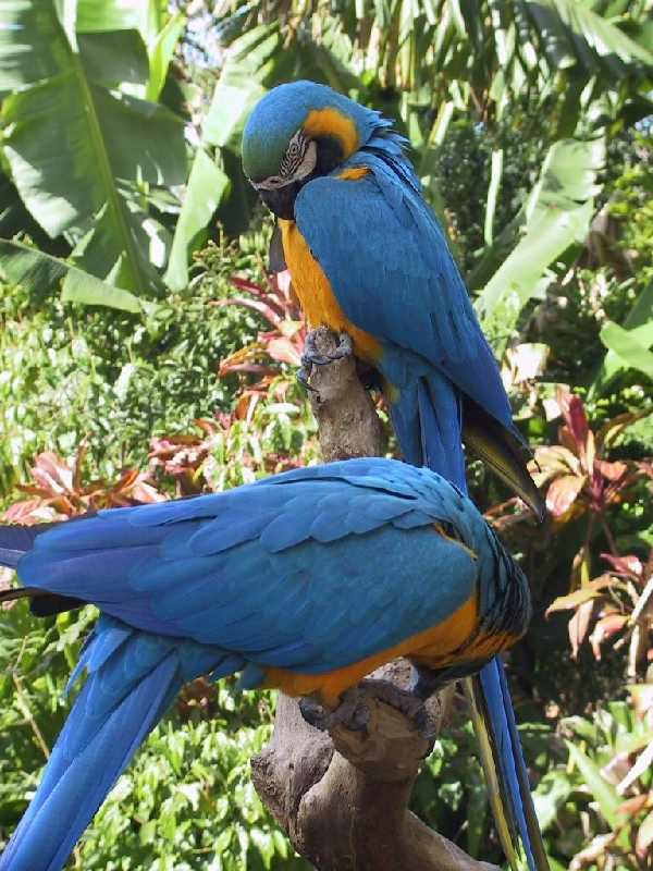 121 cocorico