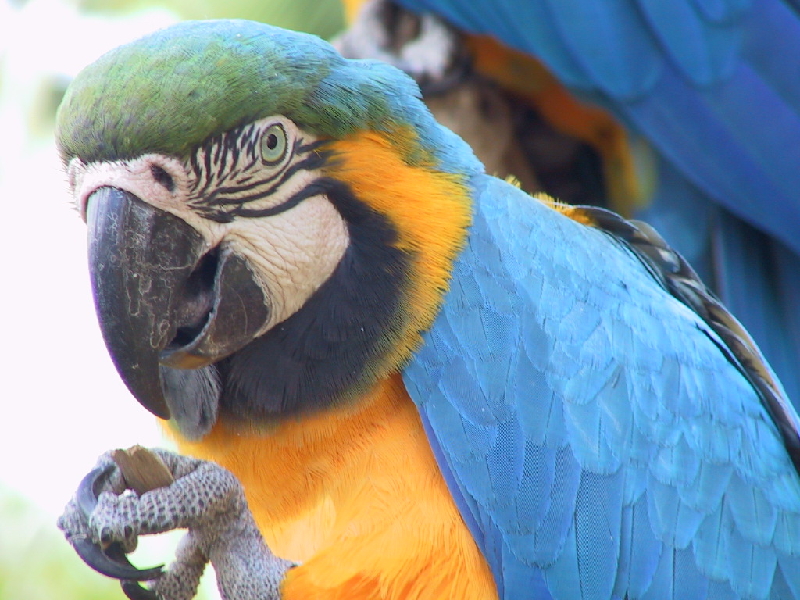 122 parrot