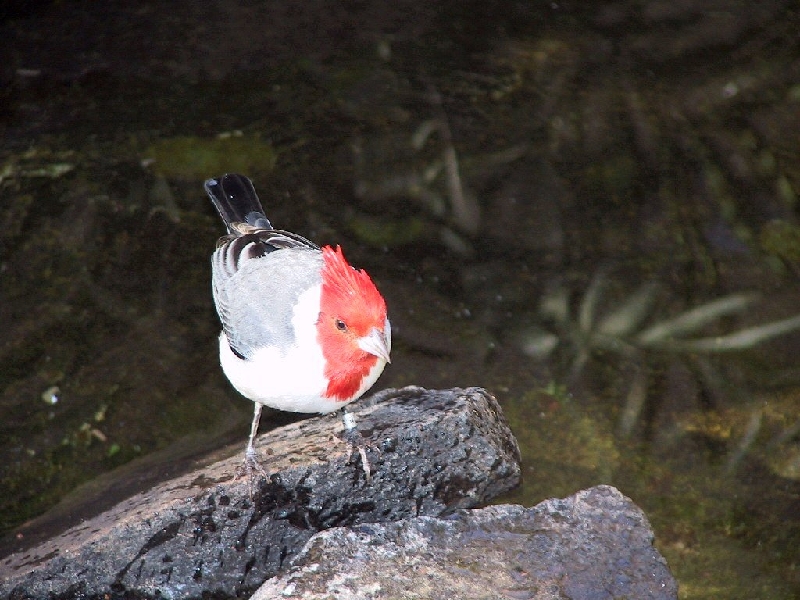 124 cardinal