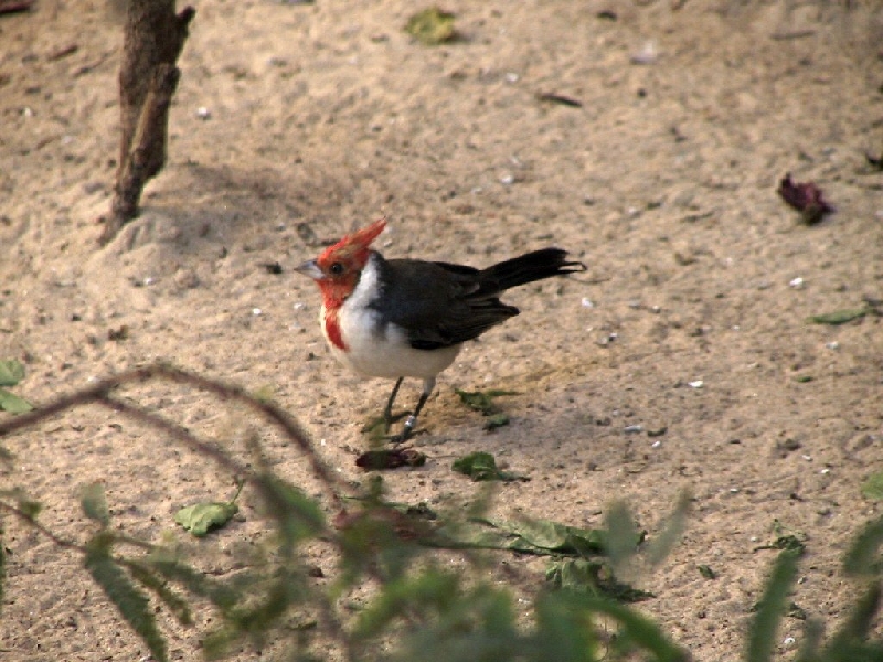 125 cardinal