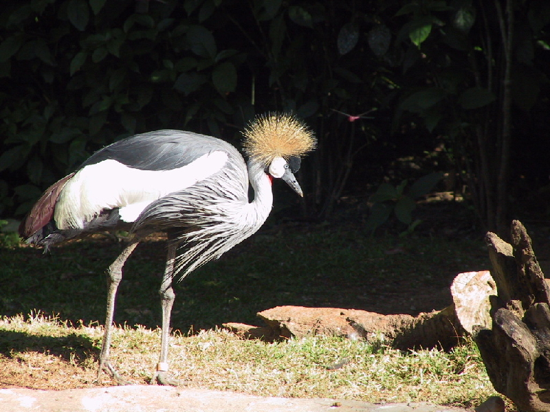 126 weirdbird