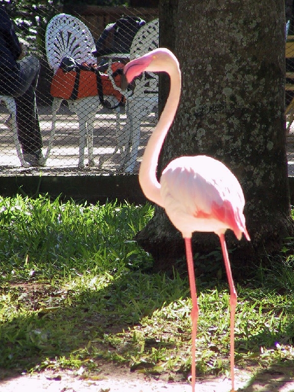 127 flamingo