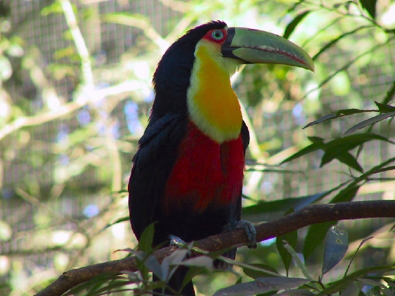 129 toucan