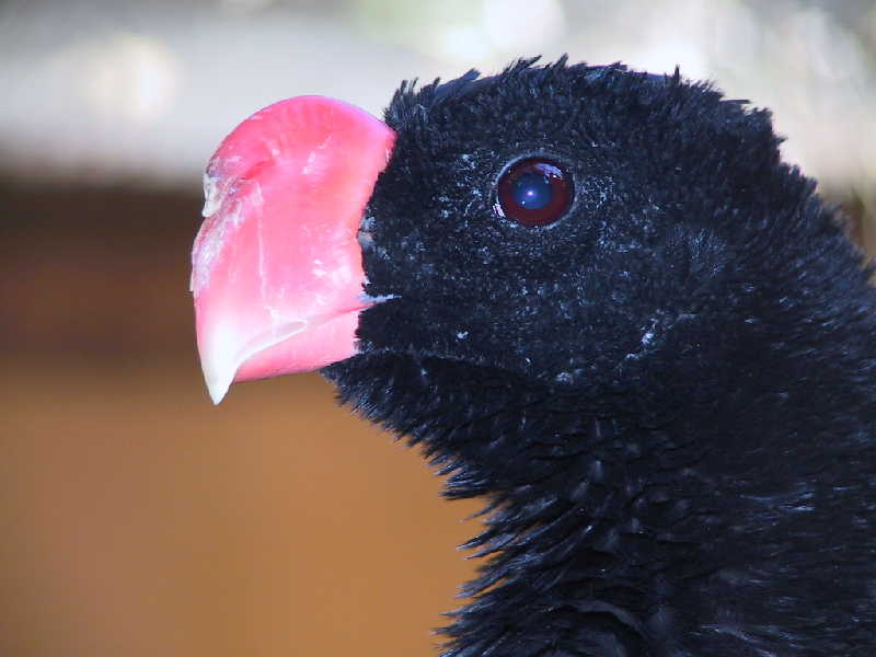 130 black bird