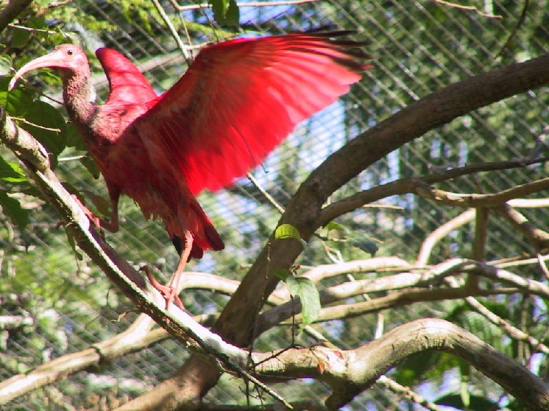 131 red bird