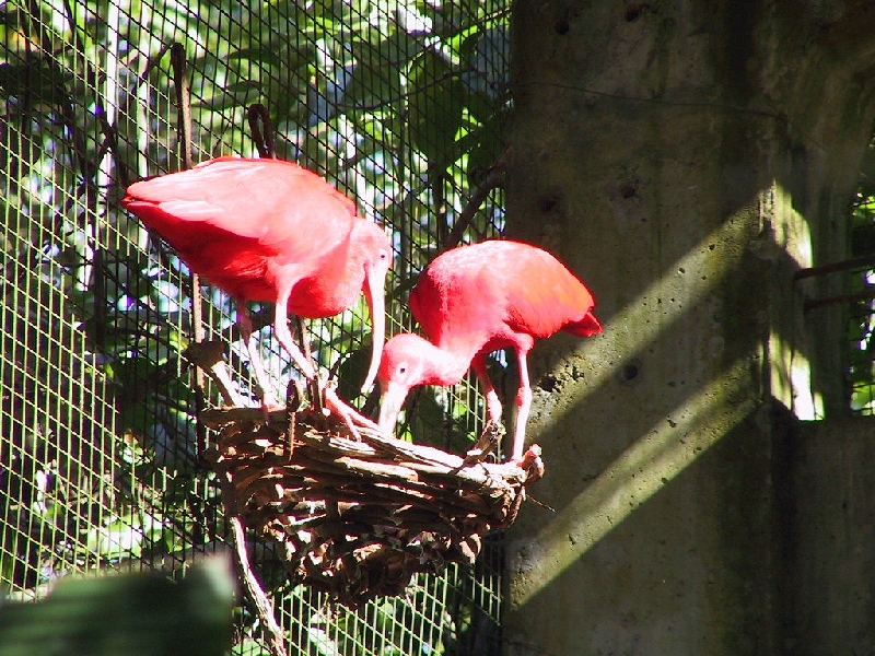 132 red birds