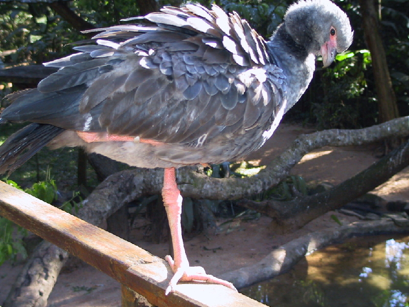 133 weirdbird