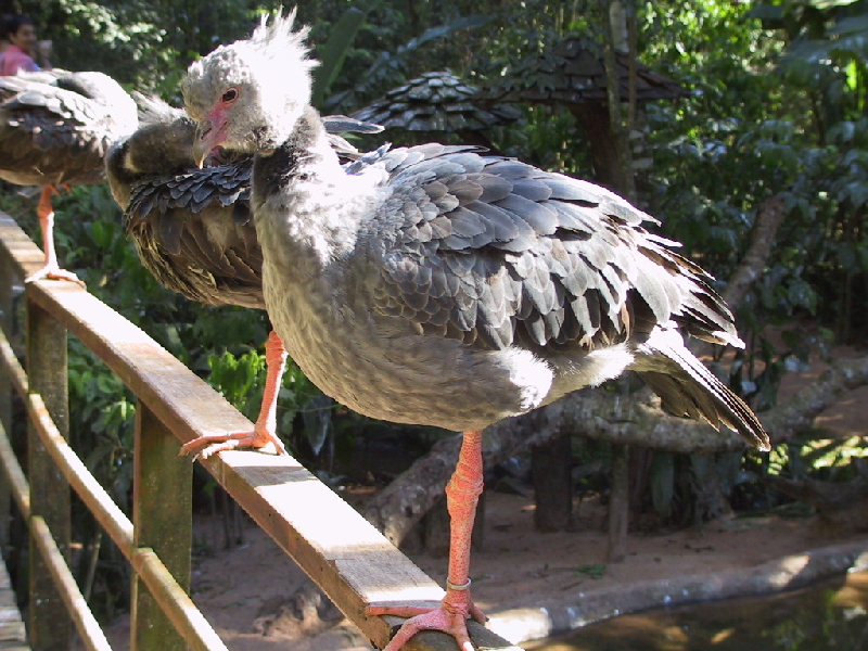 134 weirdbird