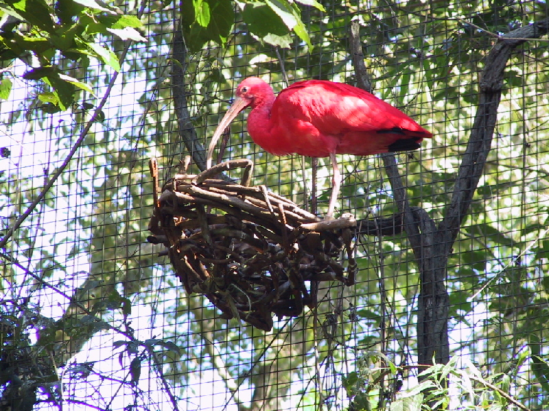 135 red bird