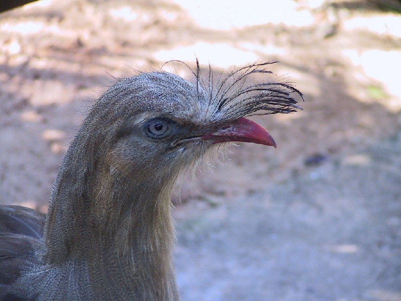 136 weirdchick