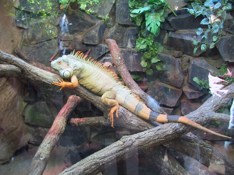 137 iguana