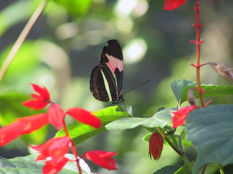 139 butterfly
