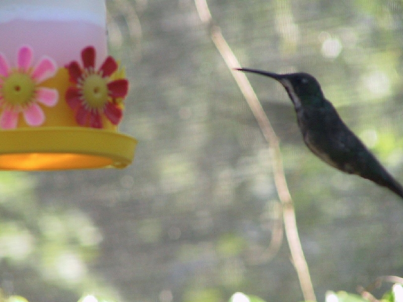 140 hummingbird
