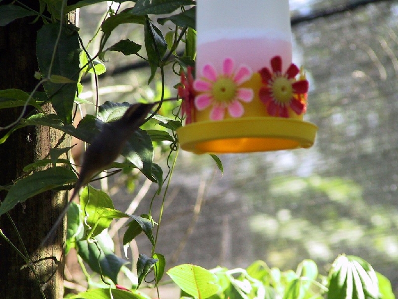 141 hummingbird