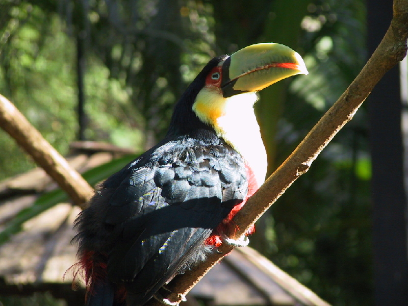 143 toucan