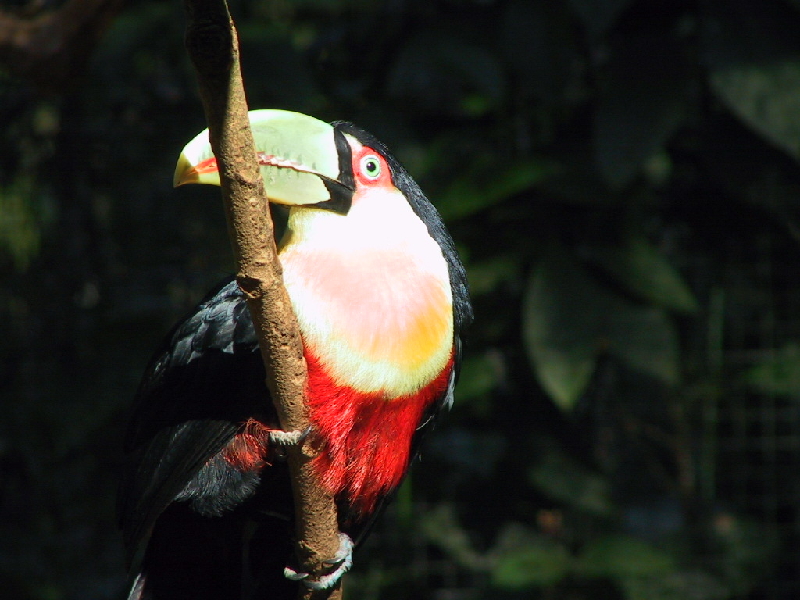 144 toucan