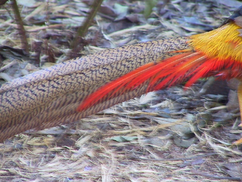 145 tail