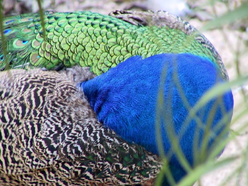 147 peacock
