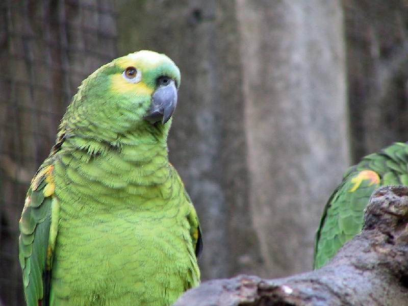 148 parrot