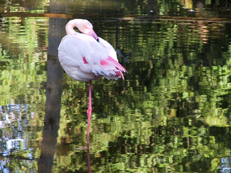 149 flamingo
