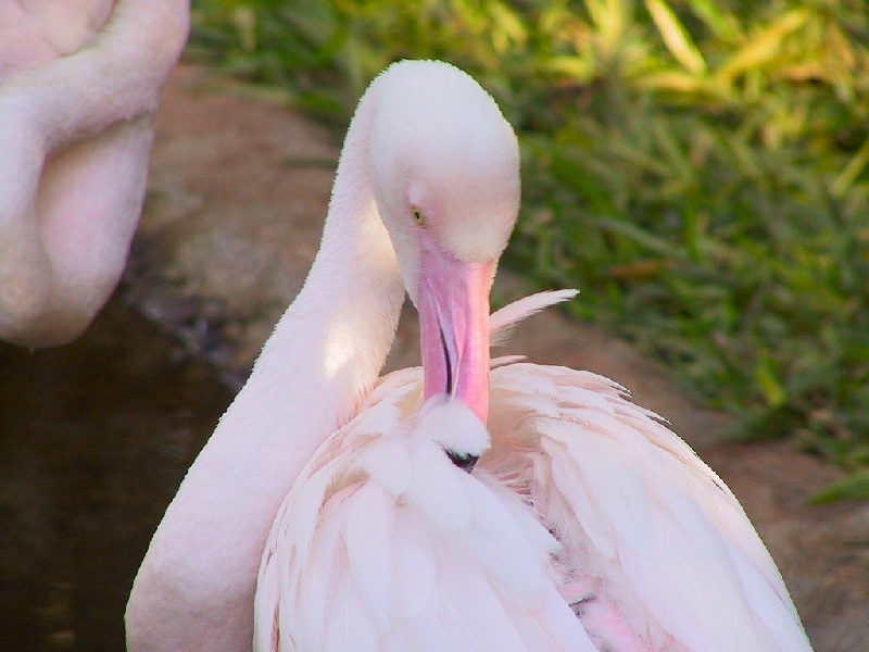 150 flamingo