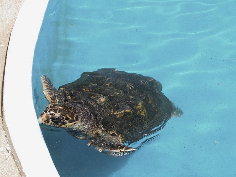 386 turtle tamar