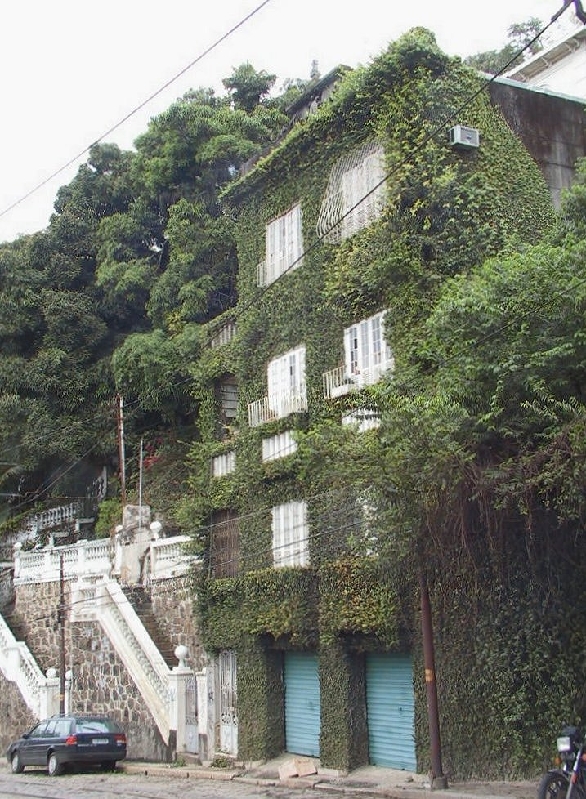61 ivy