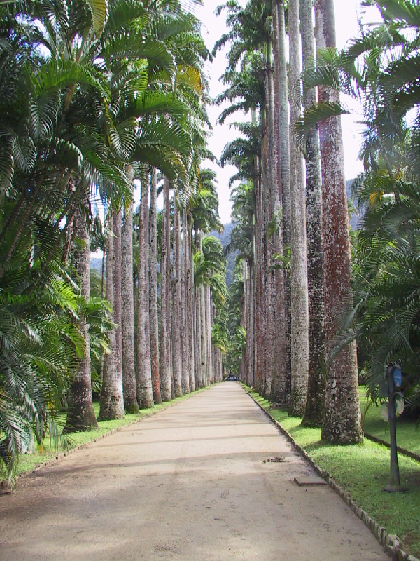 67 jardem botanico