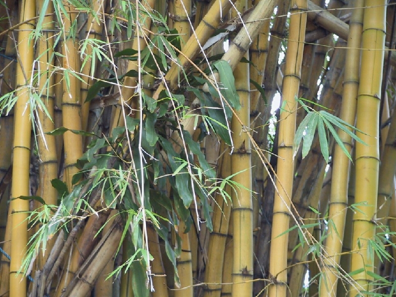 76 bamboo