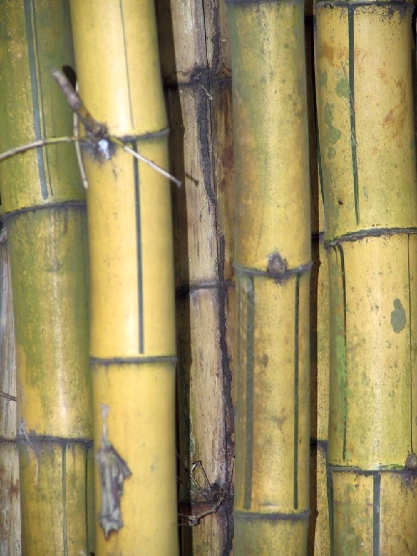 78 bamboo