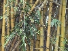 76_bamboo