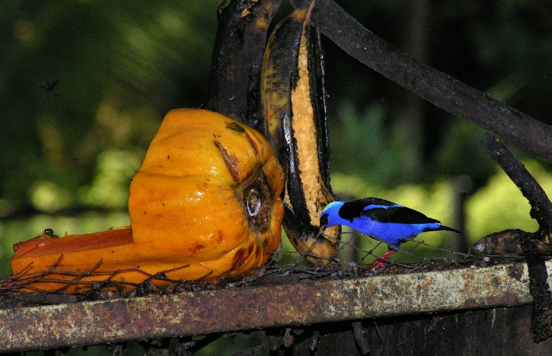 DSCN1653 Red legged.HoneyCreeper