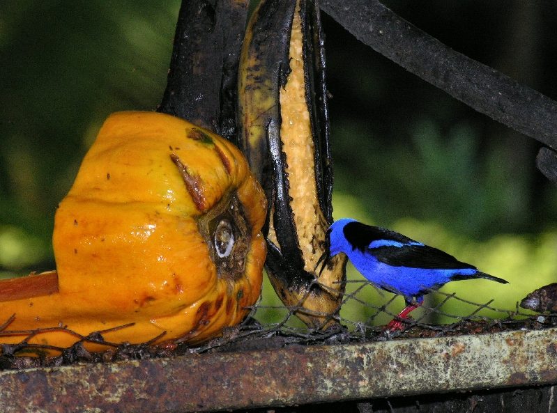 DSCN1654 Red legged.HoneyCreeper