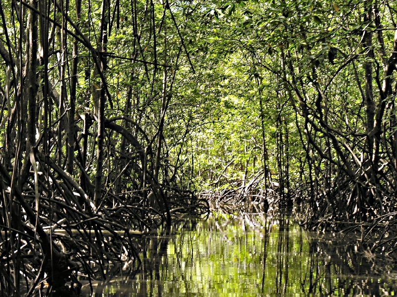 DSCN2297 mangroves