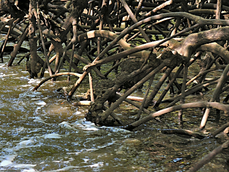 DSCN2542 mangroves