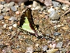 DSCN2504_bahiadrake