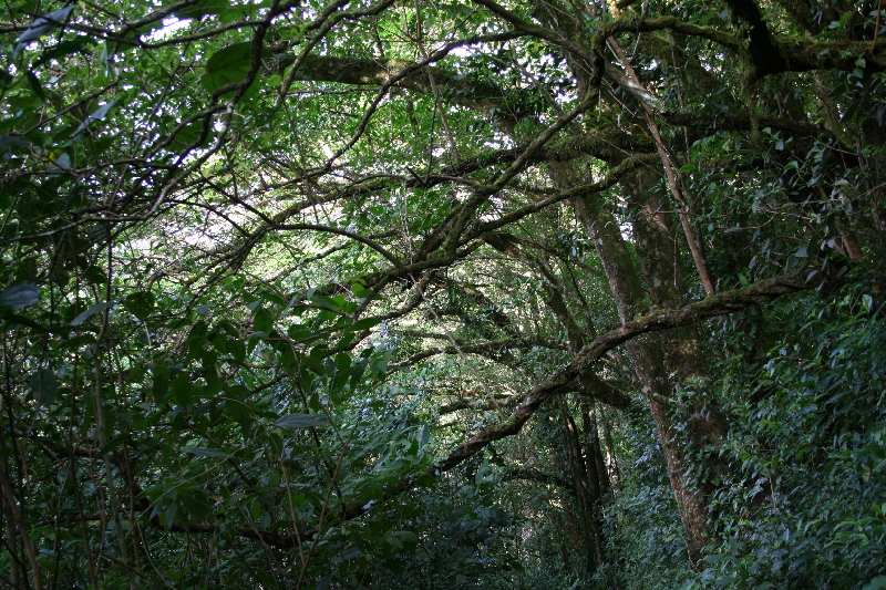 mangrov