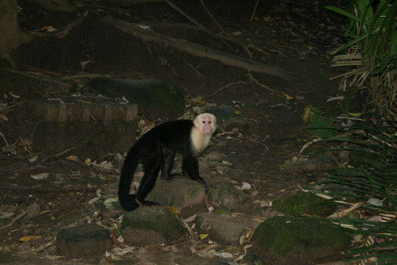 monkey