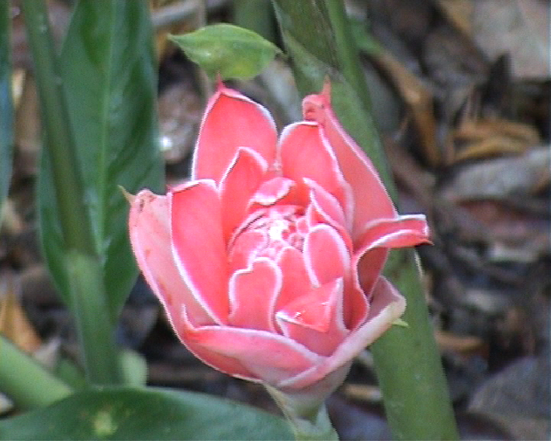 fiore