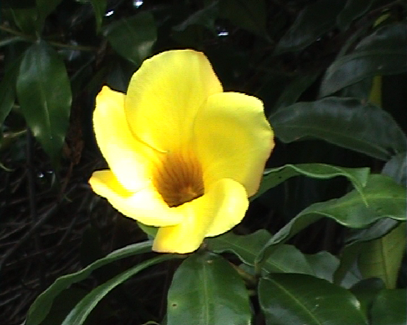 fiore1