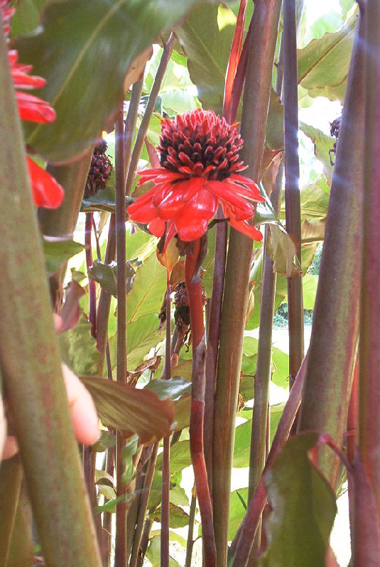fiore3